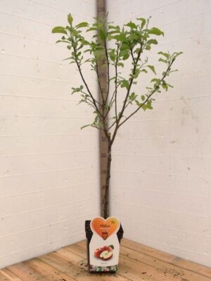 Gala Appelboom