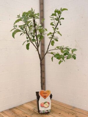 Jonagold Biologische Appelboom