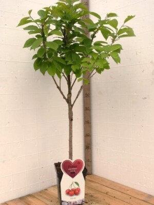 Hedelfinger kersenboom