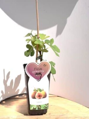 Ficus Brown Turkey Biologische Vijg