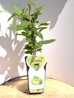 Issai Kiwi Pflanze