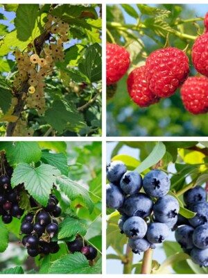 Haag fruit pakket