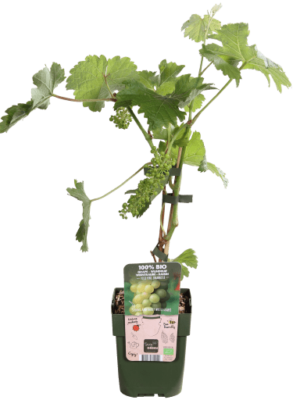 Johanniter Biologische Druivenstruik