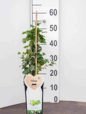 Biologische Hinnonmaki Groen kruisbes