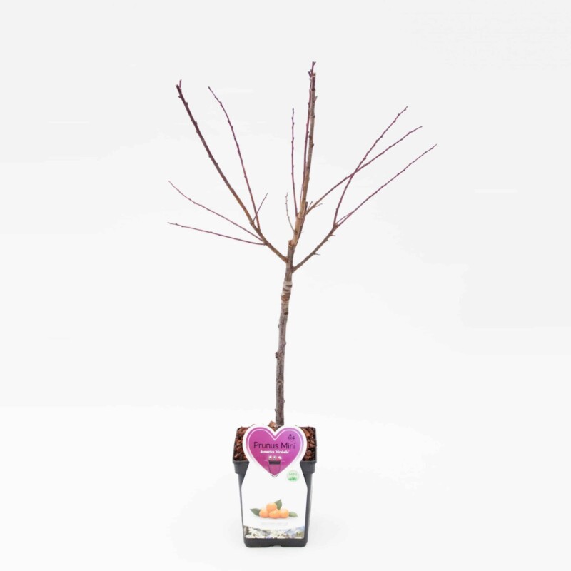Mirabelle Pruim Mini Fruitboom - Bild 4