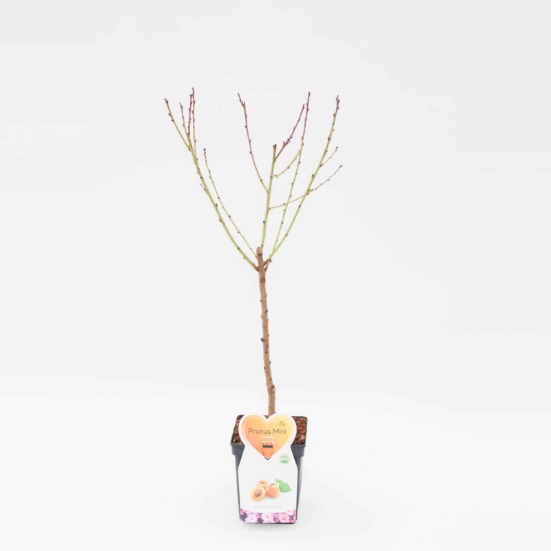 Armenica Abrikoos Mini Fruitboom - Bild 3