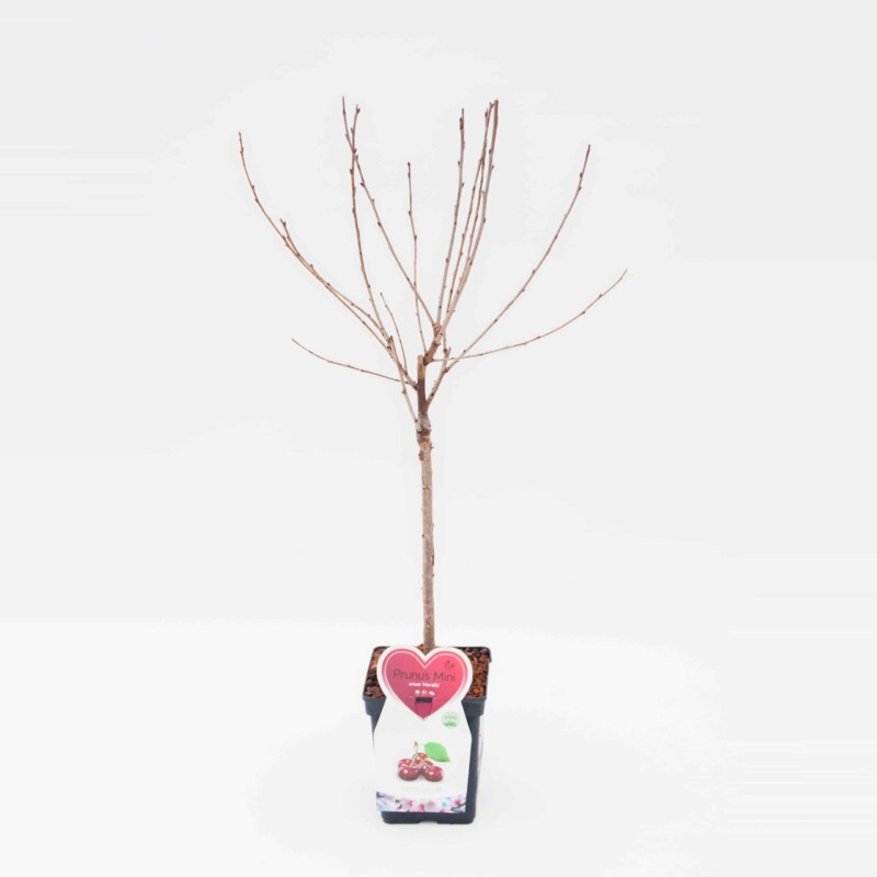 Morello kers Mini Fruitboom - Bild 3