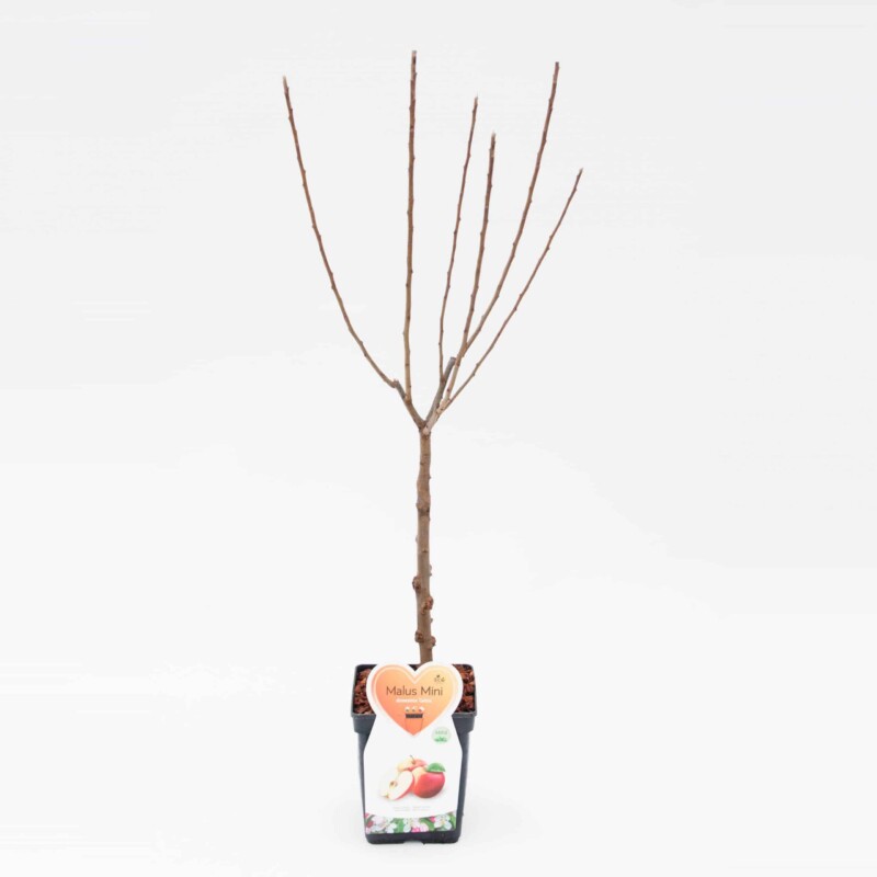 Galina appel Mini Fruitboom - Bild 4