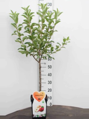 Galina appel Mini Fruitboom
