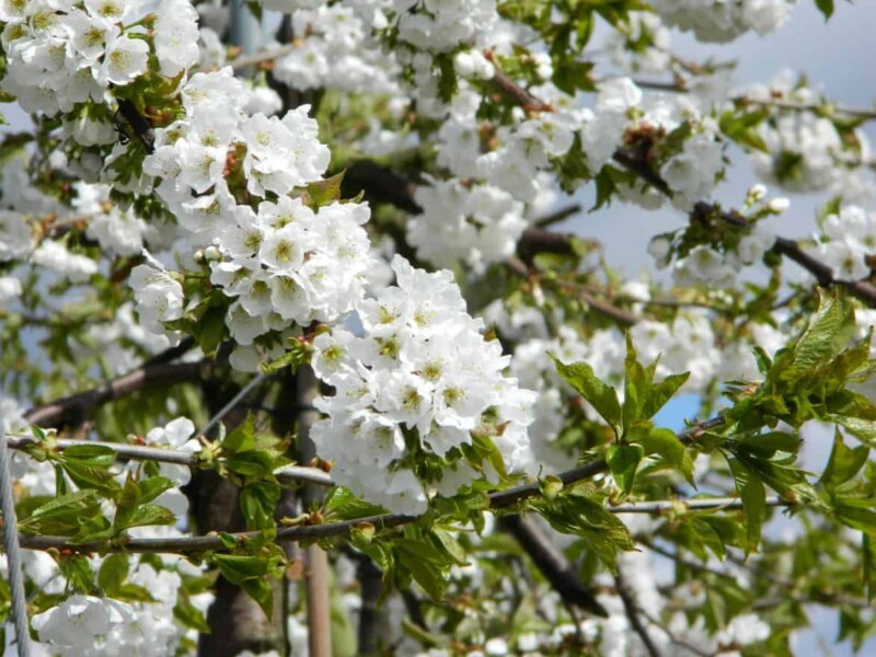 Bigarreau Napoléon Kersenboom - Bild 5